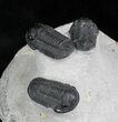 Cluster Of Gerastos Trilobites #27777-2